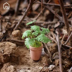 1:6 Doll House Mini Model Furniture Accessories Clay Fern Potted Plant Bjd Ob11 Gsc Blyth Soldier Lol Scene Shooting Props Decor