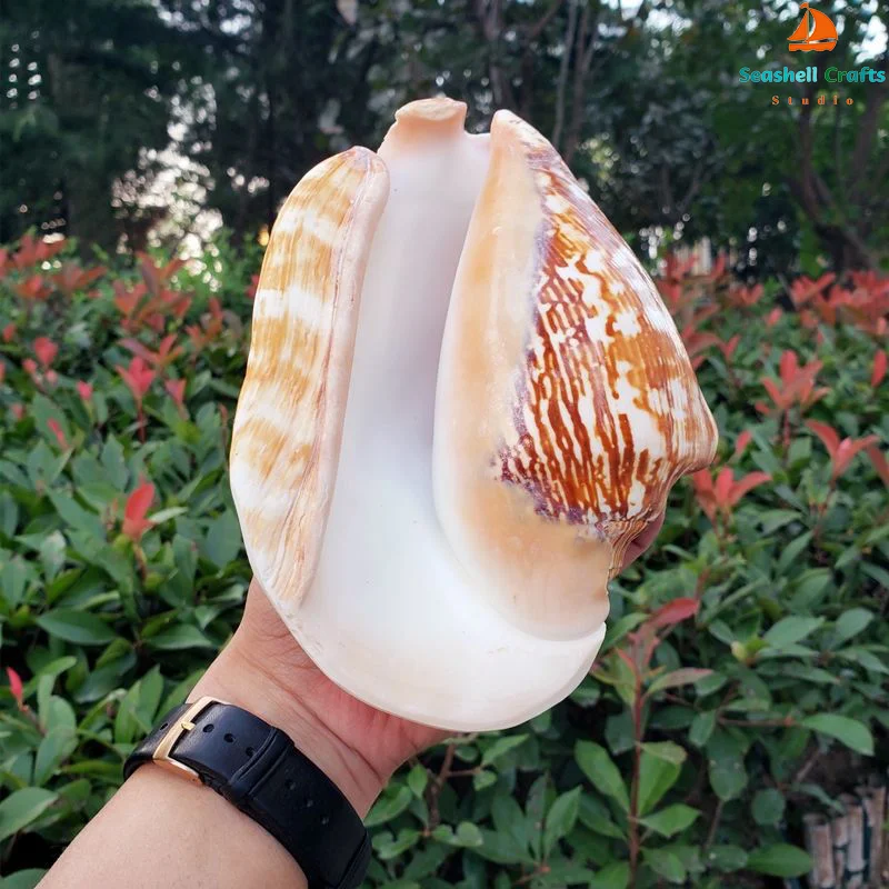 Giant Conch Shell Real Natural Seashells Thick Shell Perfect for Fish Tank Wedding Decor Beach Theme Party Home Decorations