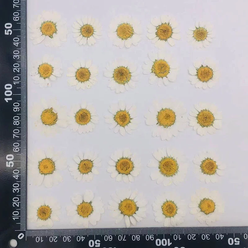 108 Small Daisy Pressed Flower - Home Decor Daisy 评论和价格