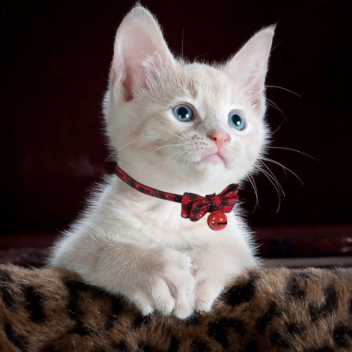 

Pet for Cats Buckle Bell Christmas Theme Adjustable Soft Dog Cat Collar Puppy Kitten Collar Kitten Pet Supplies