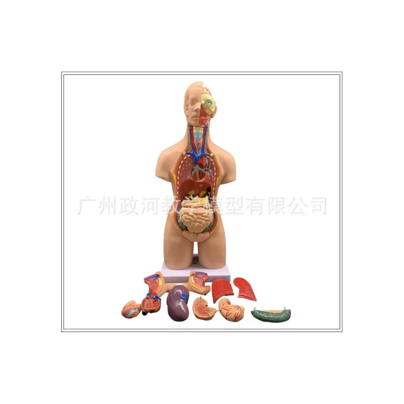 

19parts 55cm Human Torso Model Assembled Medical Heart Lung Liver stomach Anatomy Body Bisexual Anatomical Science Educational