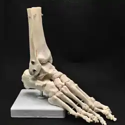 PVC Foot and Ankle Joint Functional Anatomical Skeleton Model Medical Display Teaching School Life Size