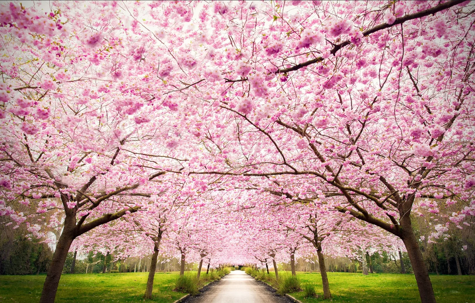 

Custom wallpaper Cherry blossom Jungle park corridor mural home decoration flowers and trees decorative painting 3d wallpaper