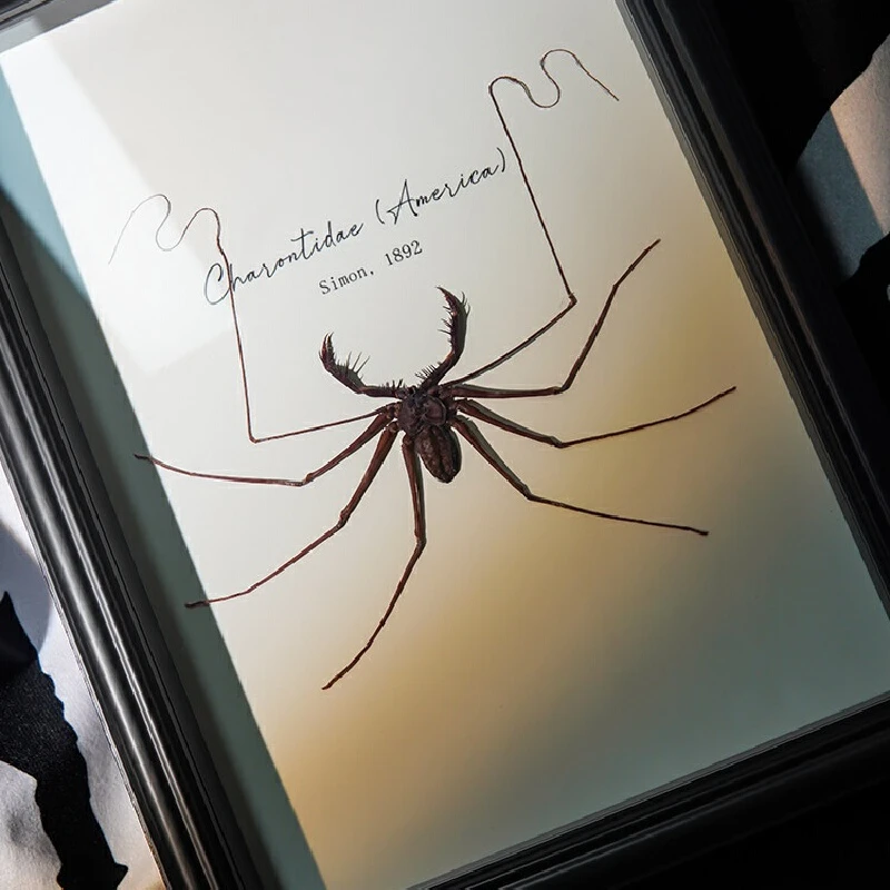 Posters Real Whip Spider Insect Specimen Framed Decor Artwork Educational Display Home Office Desktop Ornament Collection Gift