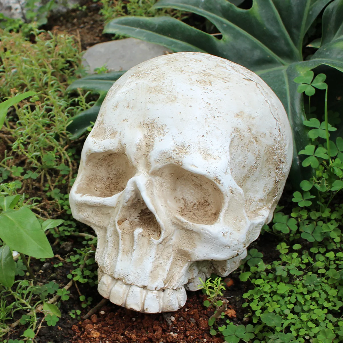 Realistic Skull Resin Statue - Spooky Halloween Decor‌