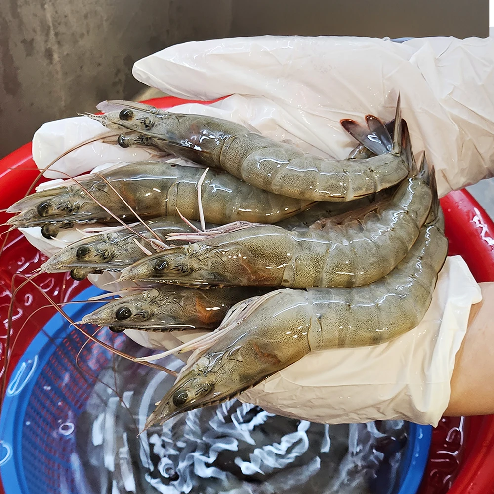 Rey gambas con letras blancas