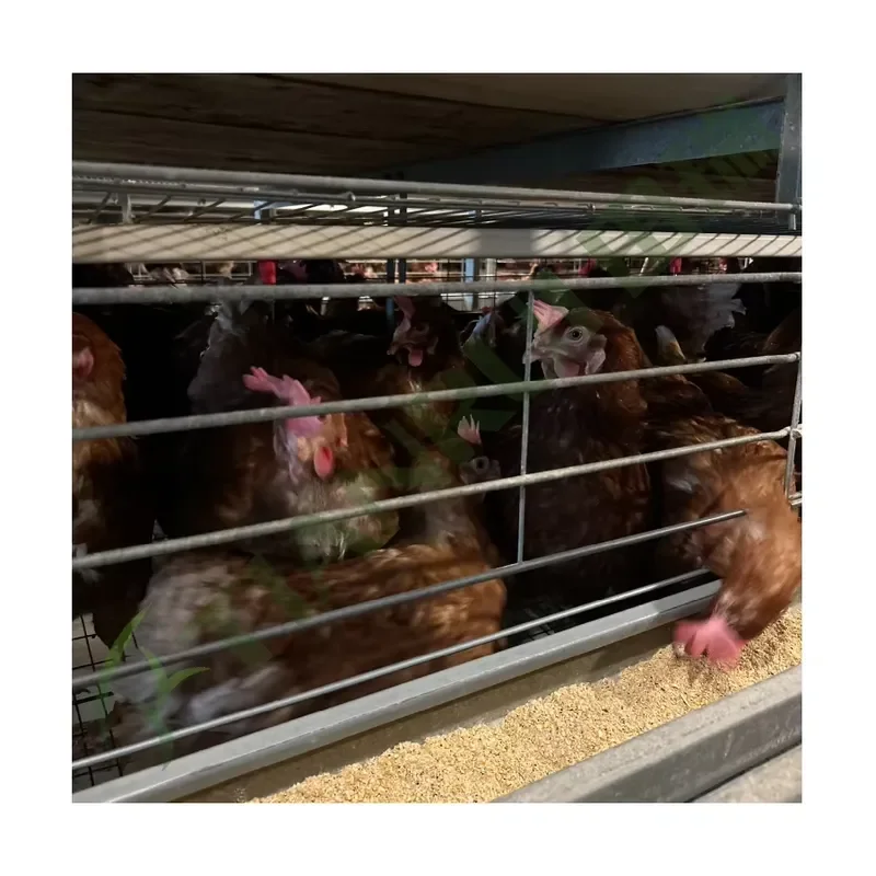 New H Type Automatic Layer Hen Cage System with Galvanized Steel Mesh for Farm Use