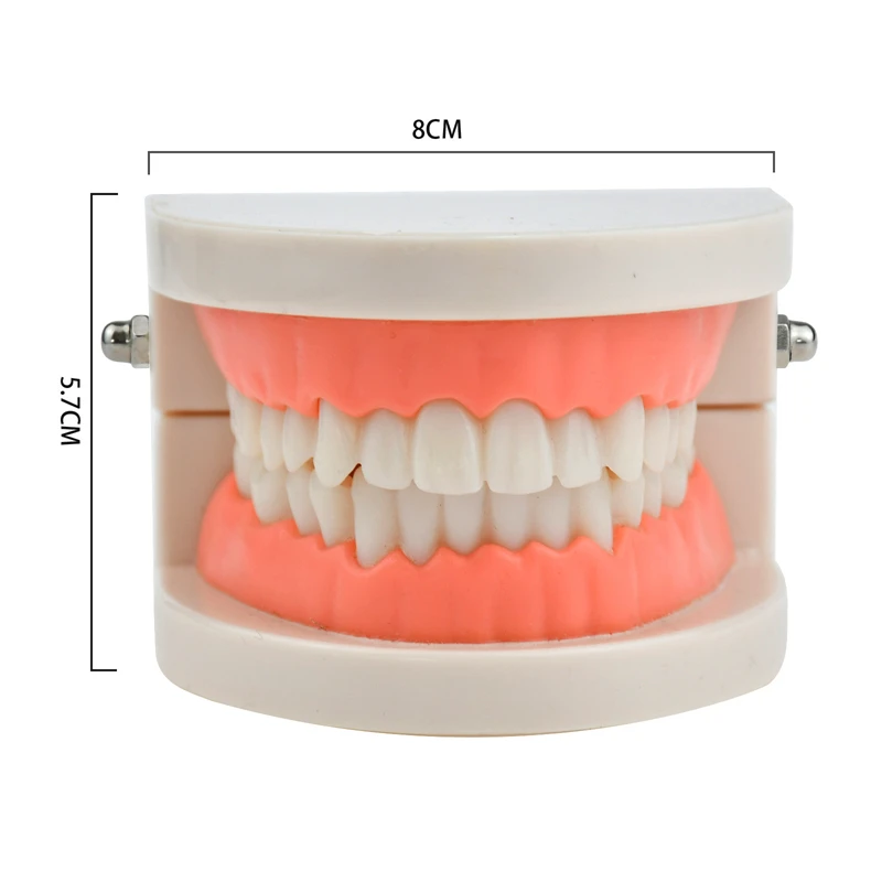 Standardowy Model zęba miękkie dziąsła do 28 zębów Model dentystyczny do nauczania przedszkole szczotka model zębów laboratorium dentystyczne Model