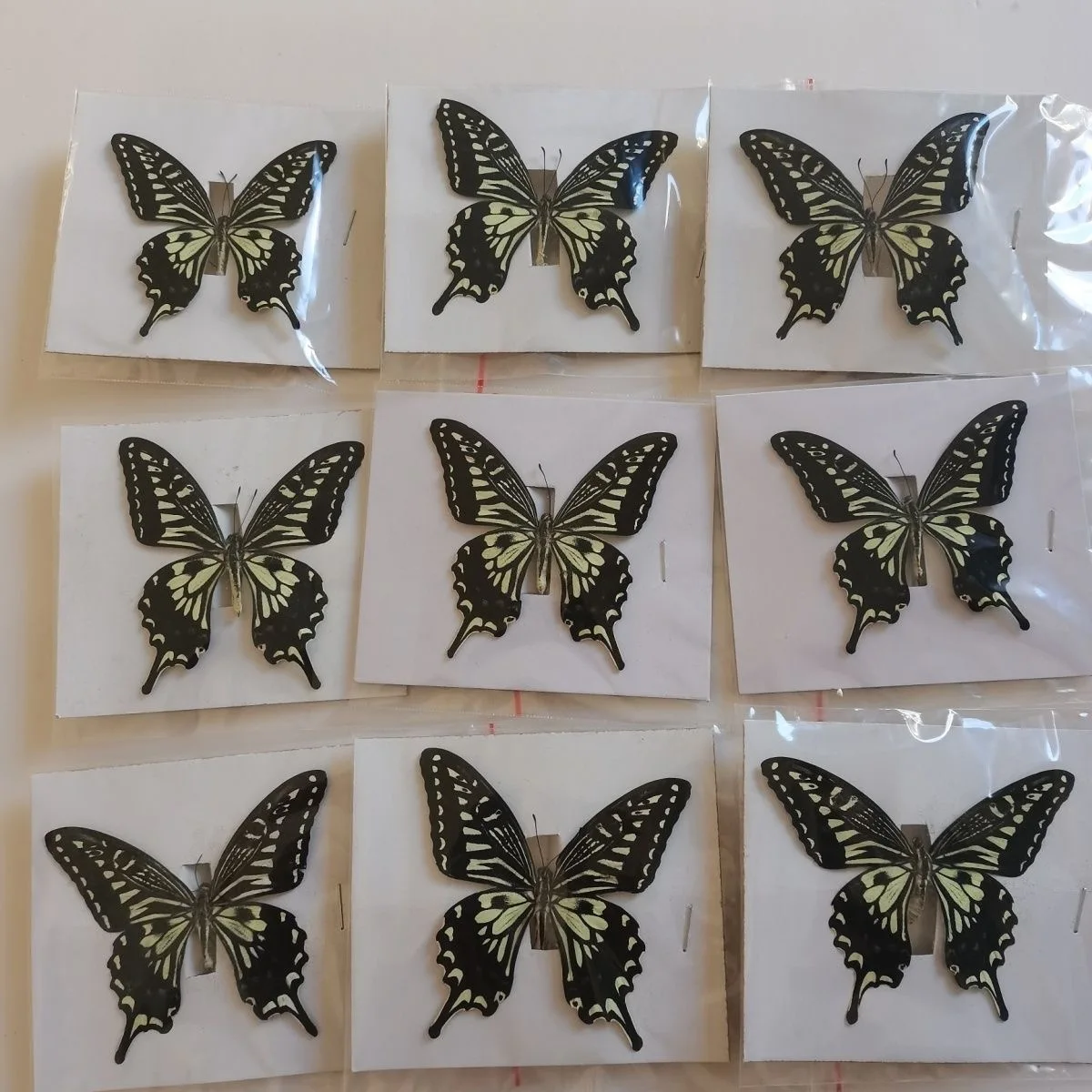 

6-100pcs natural Real Butterflies Specimen (Asian swallowtail）