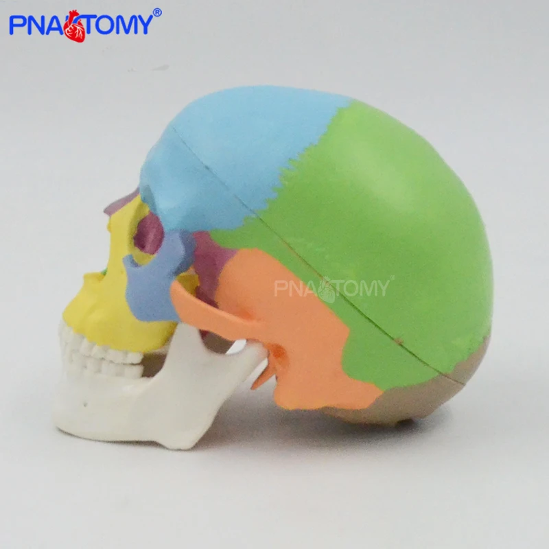 Mini cranio colorato modello staccabile 3 parti strumento anatomico umano risorse didattici regalo medico attrezzatura educativa anatomia