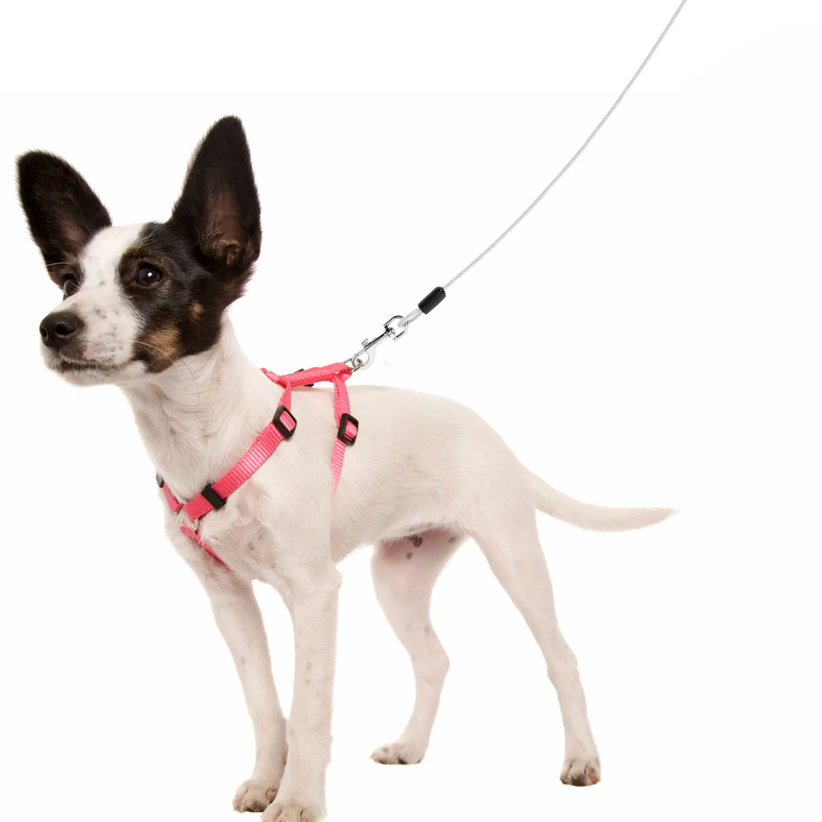 

Pet Steel Leash 5mm x 5m Silver Buckle Durable Traction Rope for Dogs Leash For Medium Dogs Walking Training Outdoor Lead