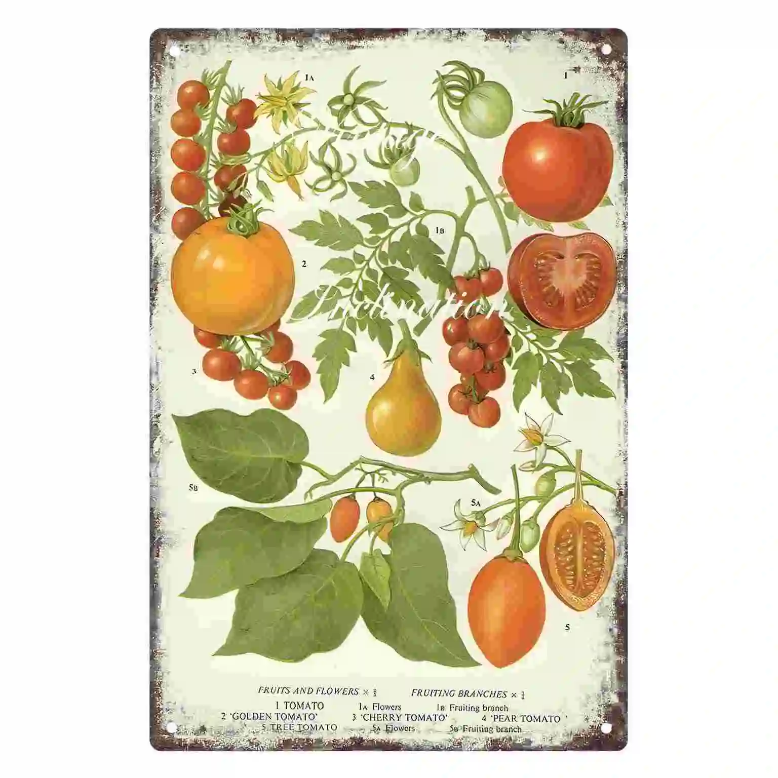 2D FLAT 1pc Vintage Botanical Tomato Chart Wall Poster Decoration for Home Kitchen Cafe Farmhouse And Garden