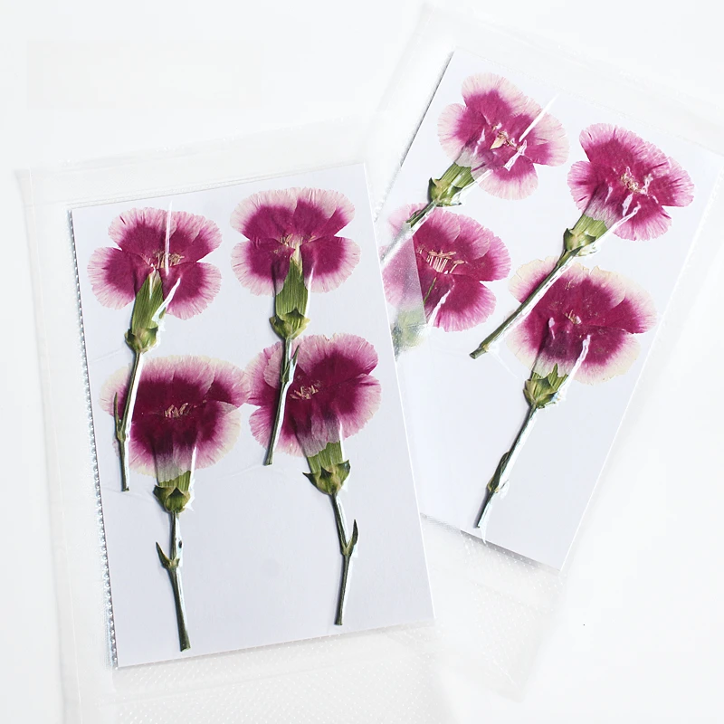 Natur geprägte Polystyrol Nelke, neue primäre getrocknete Blume DIY Epoxy Handytasche Blumen Lesezeichen Hochzeitsdekoration, 4 Stück – Detail 14