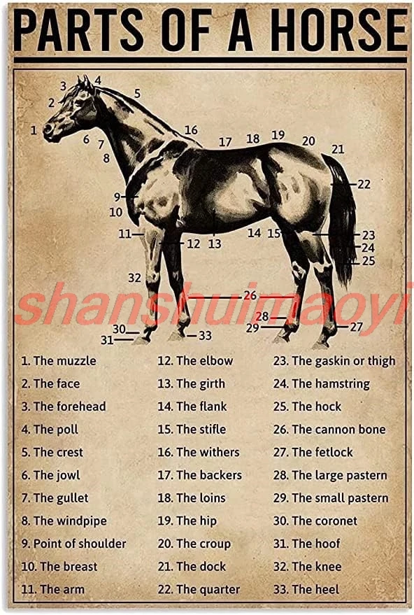 SaNavie Horse Knowledge Metal Tin Sign Parts of Horse Retro Poster Cafe Farm Living Room Bathroom Kitchen Home Art Wall Dec 7855