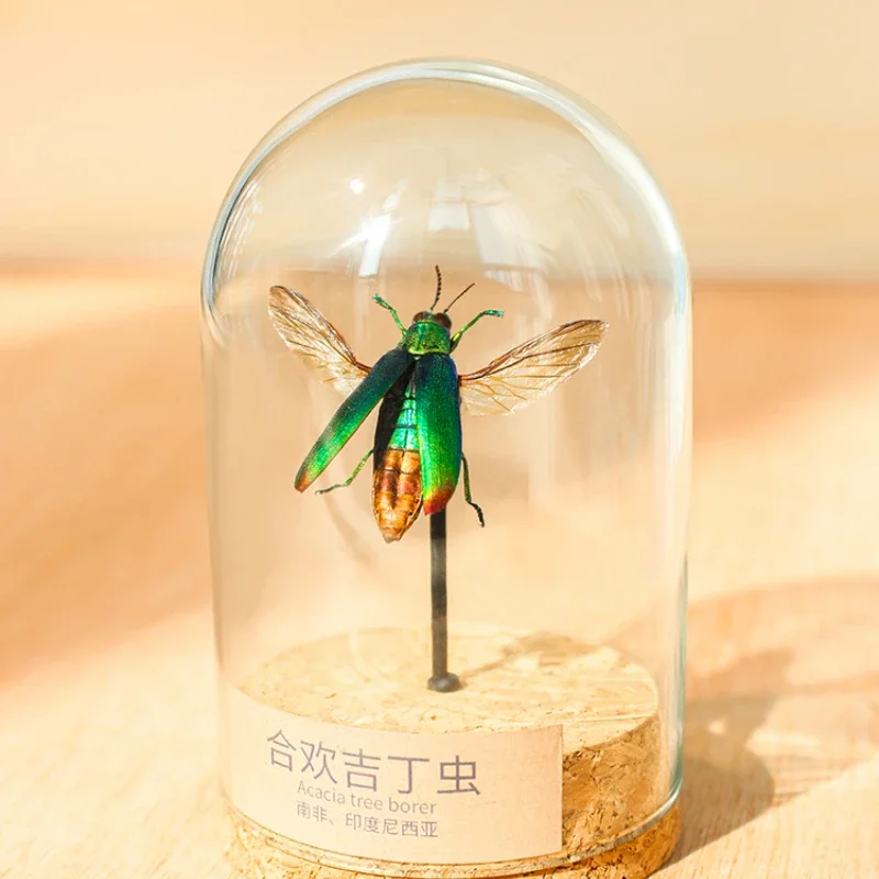 

2099 Original Insect Specimen Glass Jar Display Frame Natural Insect Ornaments Lover Friends Relatives Birthday Gift Decoration