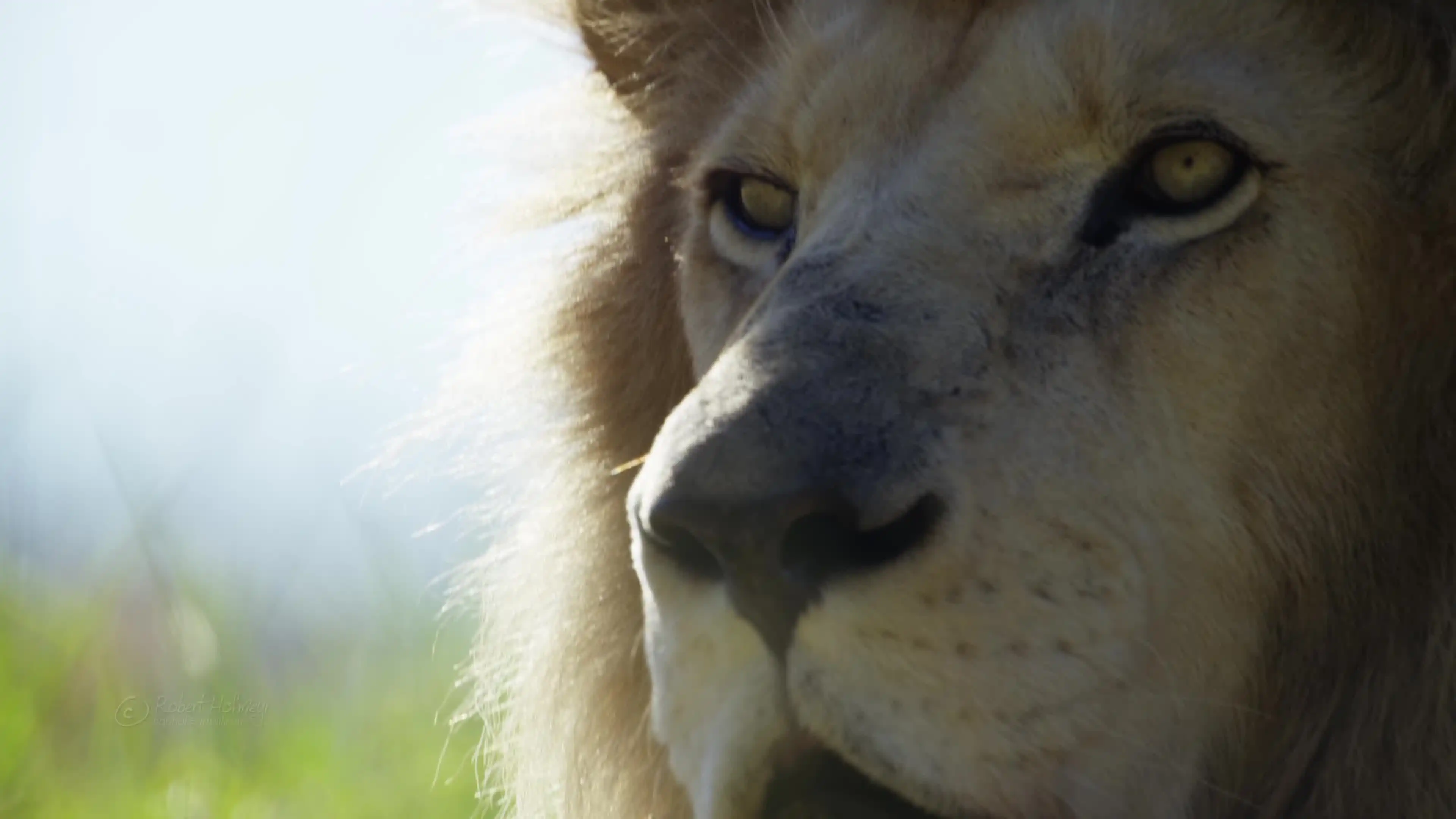 

12/14/17MM Adapter for ARRMA Mojave 4S RC Truck, 1/8 Scale Model Car Tires W219, Arrma HSP HPI Model TruckUpgrade Parts