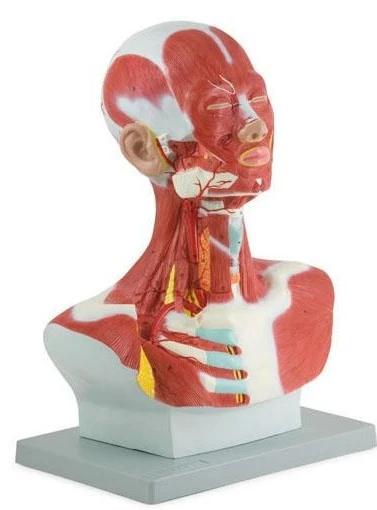 Head Neck Chest Muscle Anatomy Model for Artists with Facial Musculature Teaching Tool