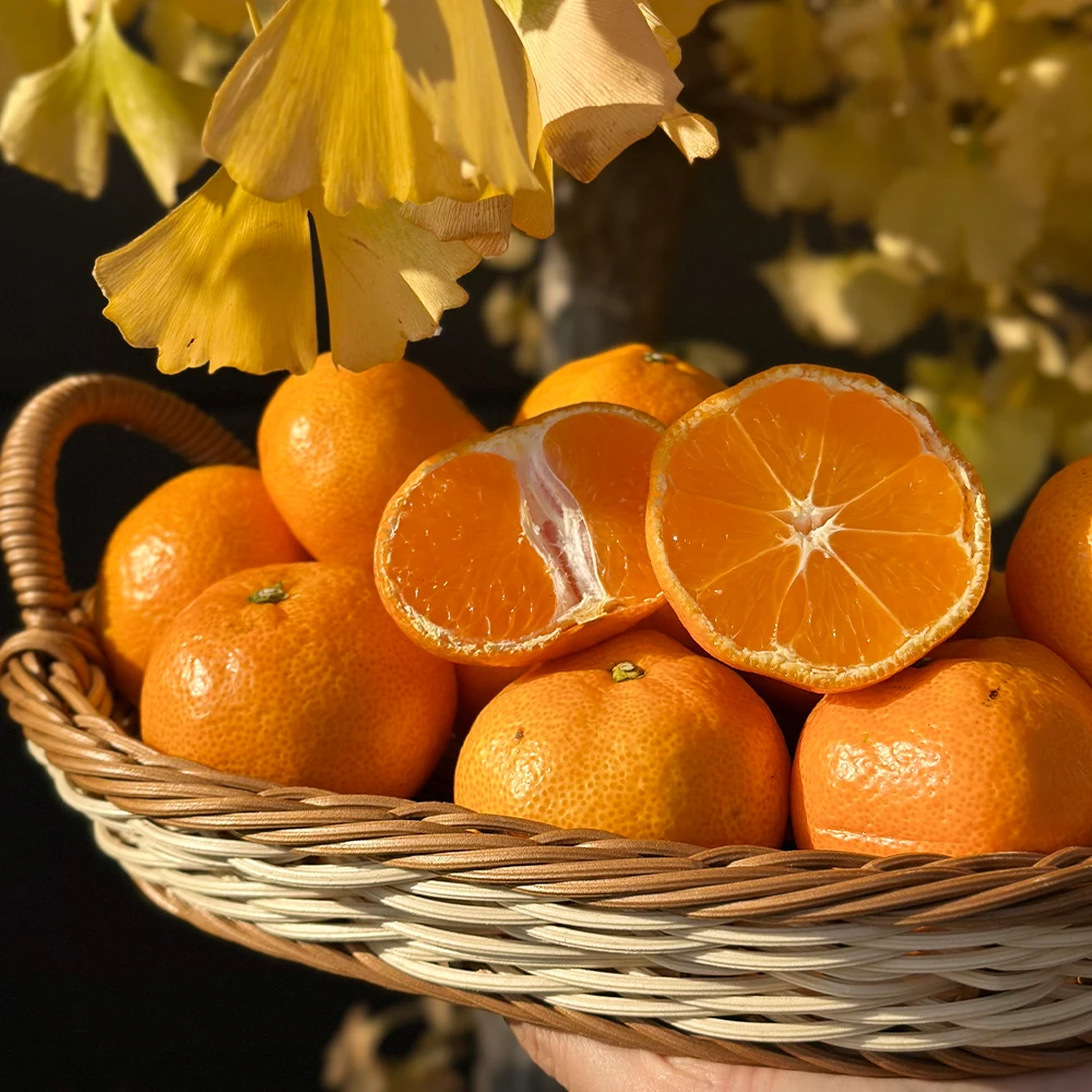 اليوسفي الحلو Jeju Taikhek 5 كجم 10 كجم (بما في ذلك الصندوق)