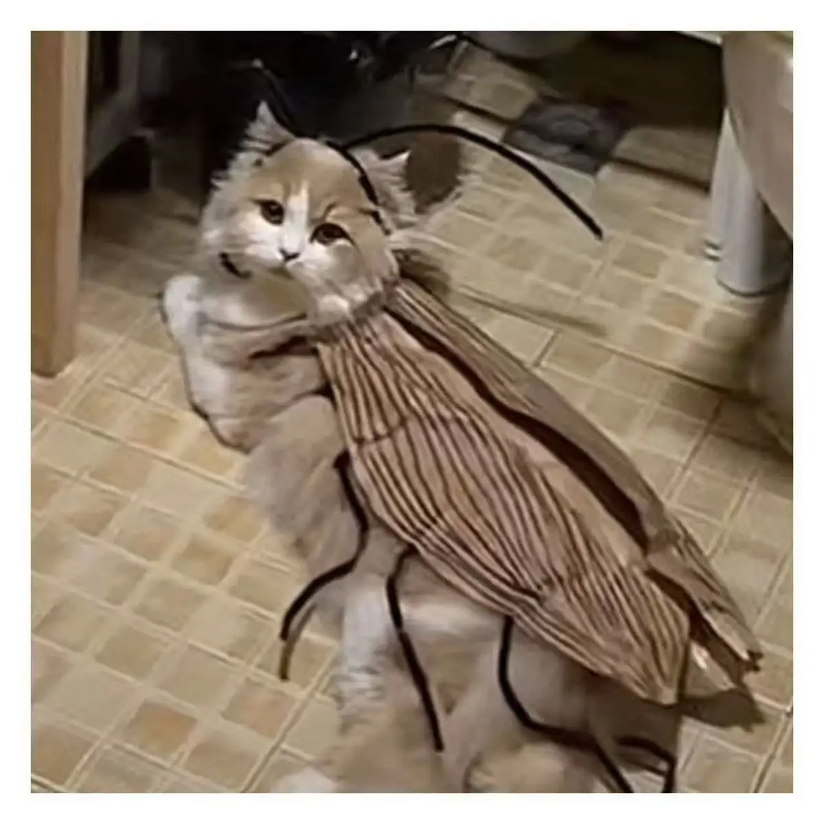 Cosplay Creative Outdoor Portable EDC Funny Dressing Props Cockroach Clothing Handmade DIY Cat Clothes