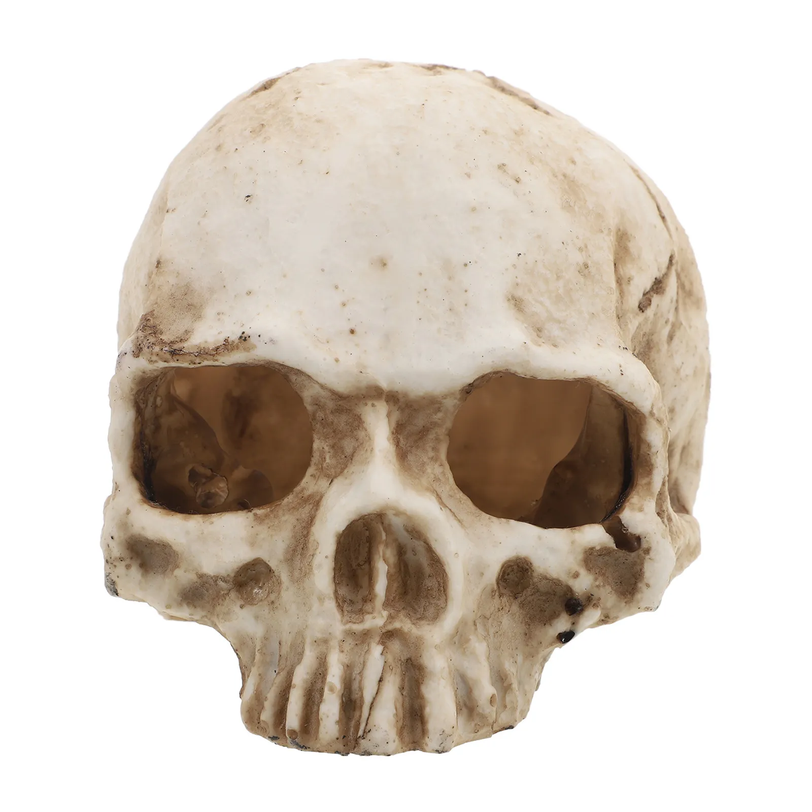 

Resin Human Skull High Simulation Lifelike Crawling Skull Decoration Halloween Prop Anatomy Teaching Tool Realistic