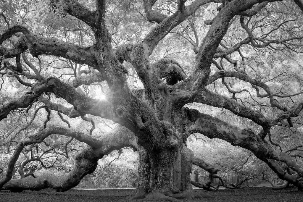 Angel Oak Tree Black White Charleston South Carolina Print Art Canvas Poster For Living Room Decoration Home Wall Picture