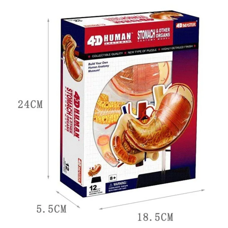 

Human Stomach Medical Anatomy Model Teaching Aid Puzzle Assembling Toy Laboratory Educational Equipment 4D Master