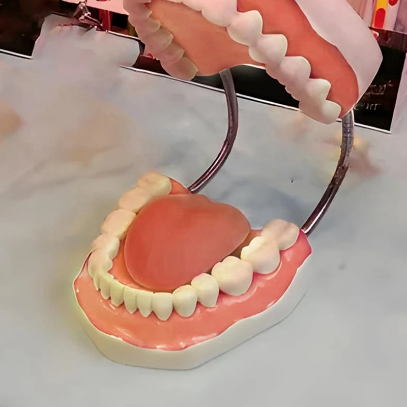 Teeth Mouth Model 6X Enlarged With Metal Hinge, Complete Set Teeth And Removable Tongue, PVC Speech Therapy Tool, Easy To Use