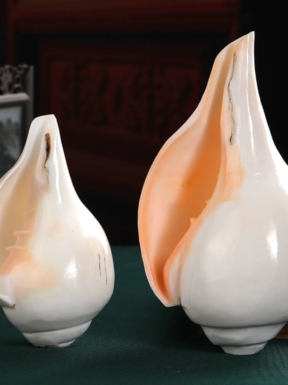 

Nepalese Sacred Conch Shell - Natural White Left or Right Handed Buddhist Ritual Item, Tibetan Tantric Offering