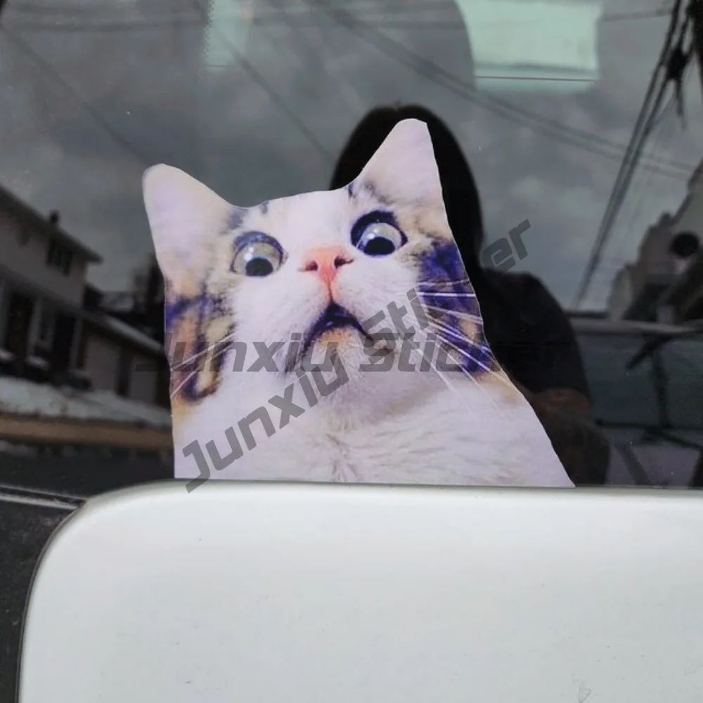

Scaredy Cat Car Stickers Waterproof for Body Windshield Window Trunk Vinyl Decals Fashion Decoration Auto Accessories