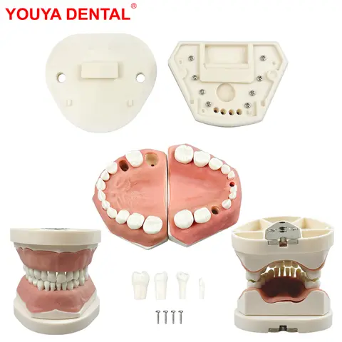 Kids Deciduous Teeth Practice Model With Removable Tooth 24 Teeth Child Primary Tooth Typodont Jaws For Training Teaching Study