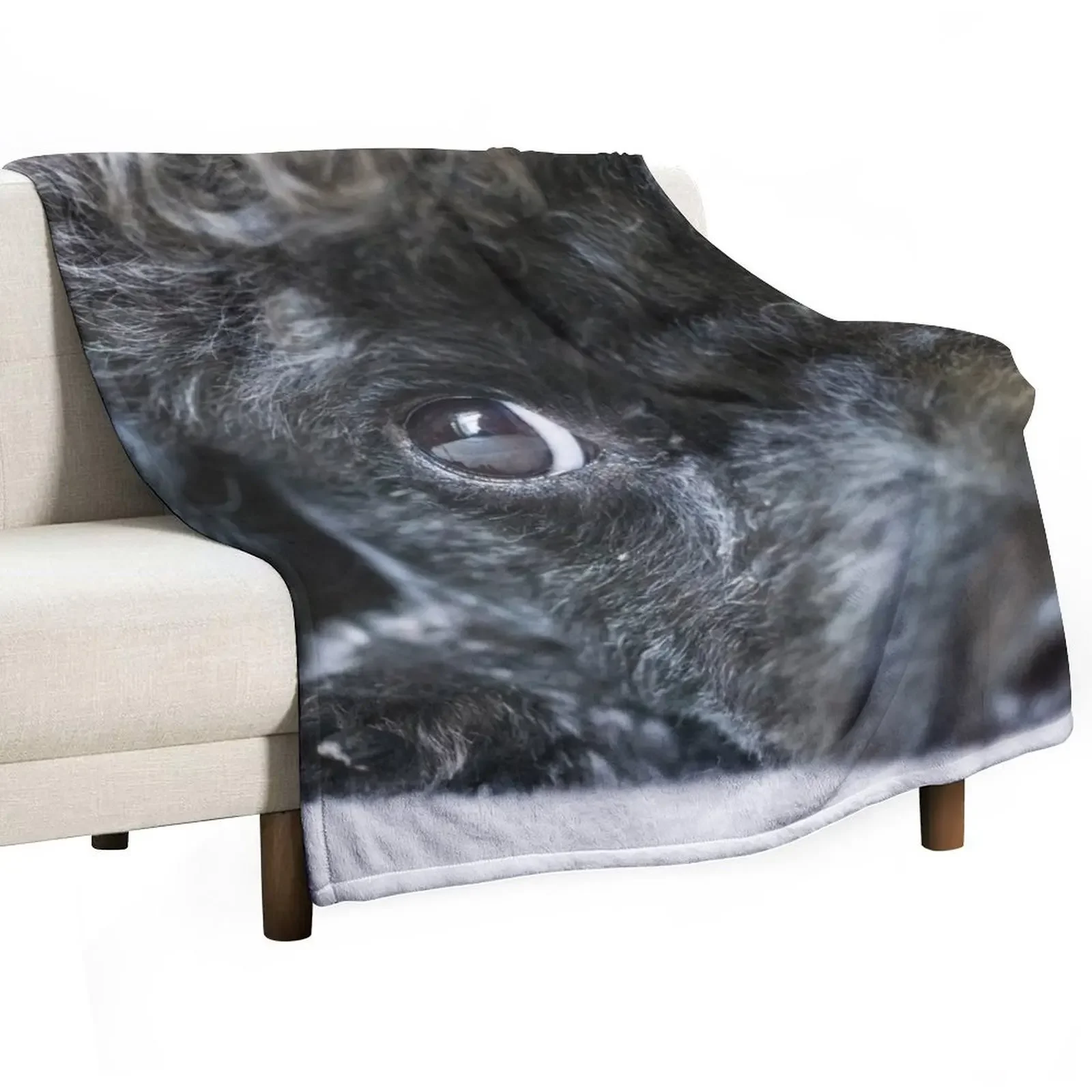 Poodle Throw Blanket christmas gifts Blankets For Baby Hairy Beautifuls Summer Fashion Sofas Blankets