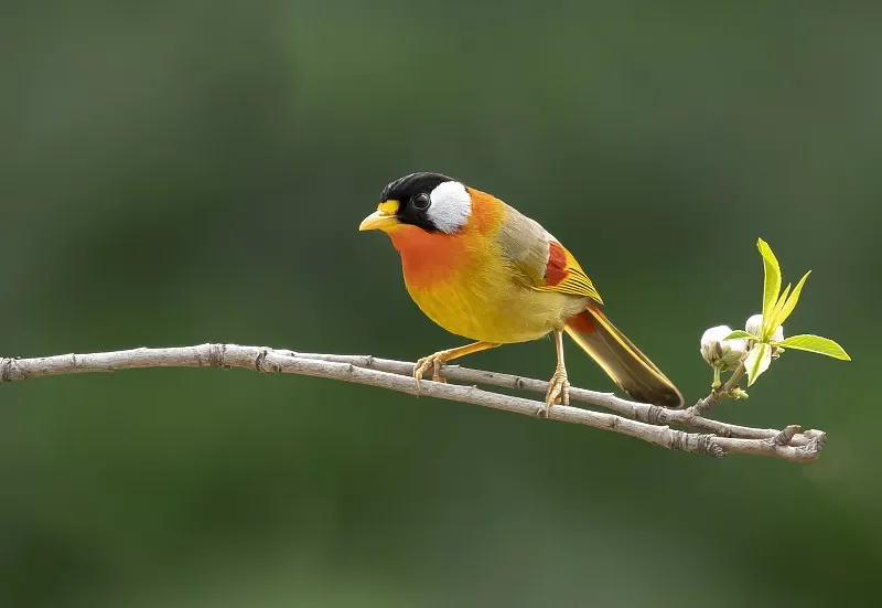 

Набор фильтров BETAFPV UV и ND (ND8/16/32) для камеры O4 Pro