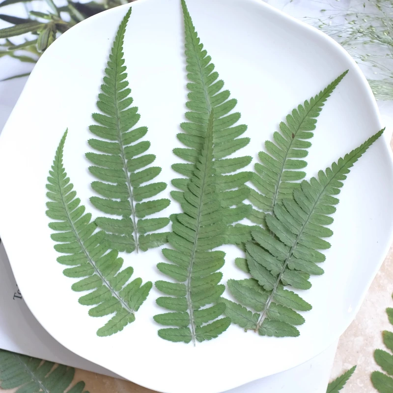 24 قطعة ، الطبيعة ضغط السرخس ورقة الزهور الجافة لتقوم بها بنفسك مجموعة المواد إطارات الصور لمبة مكتب ملصقات الورقة الخضراء-ملحقات راتنجات الايبوكسي #4