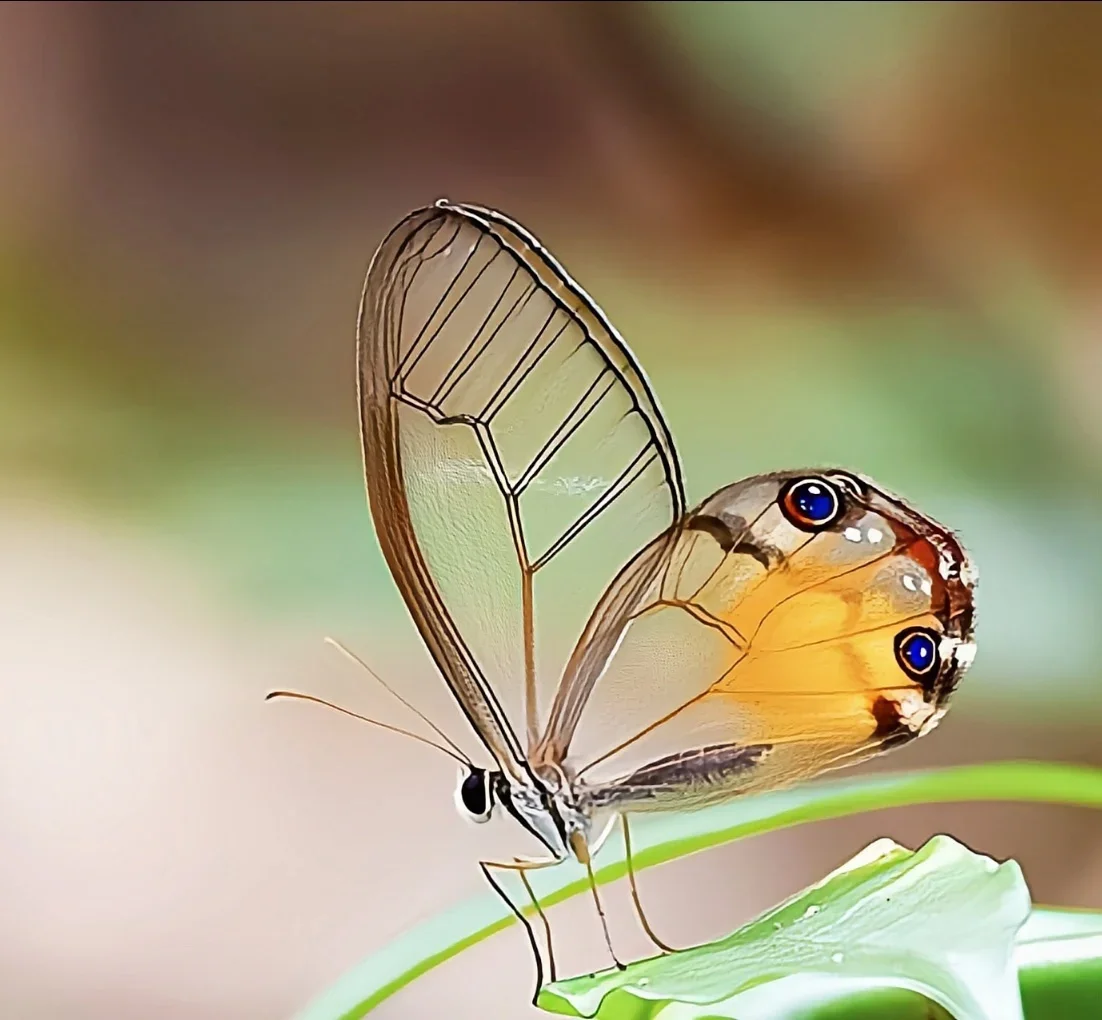 Haeteras Piera Spotted Eye Type Yellow Crystal Butterfly Specimen, Rose Silk Eyed Butterfly Without Spreading Its Wings