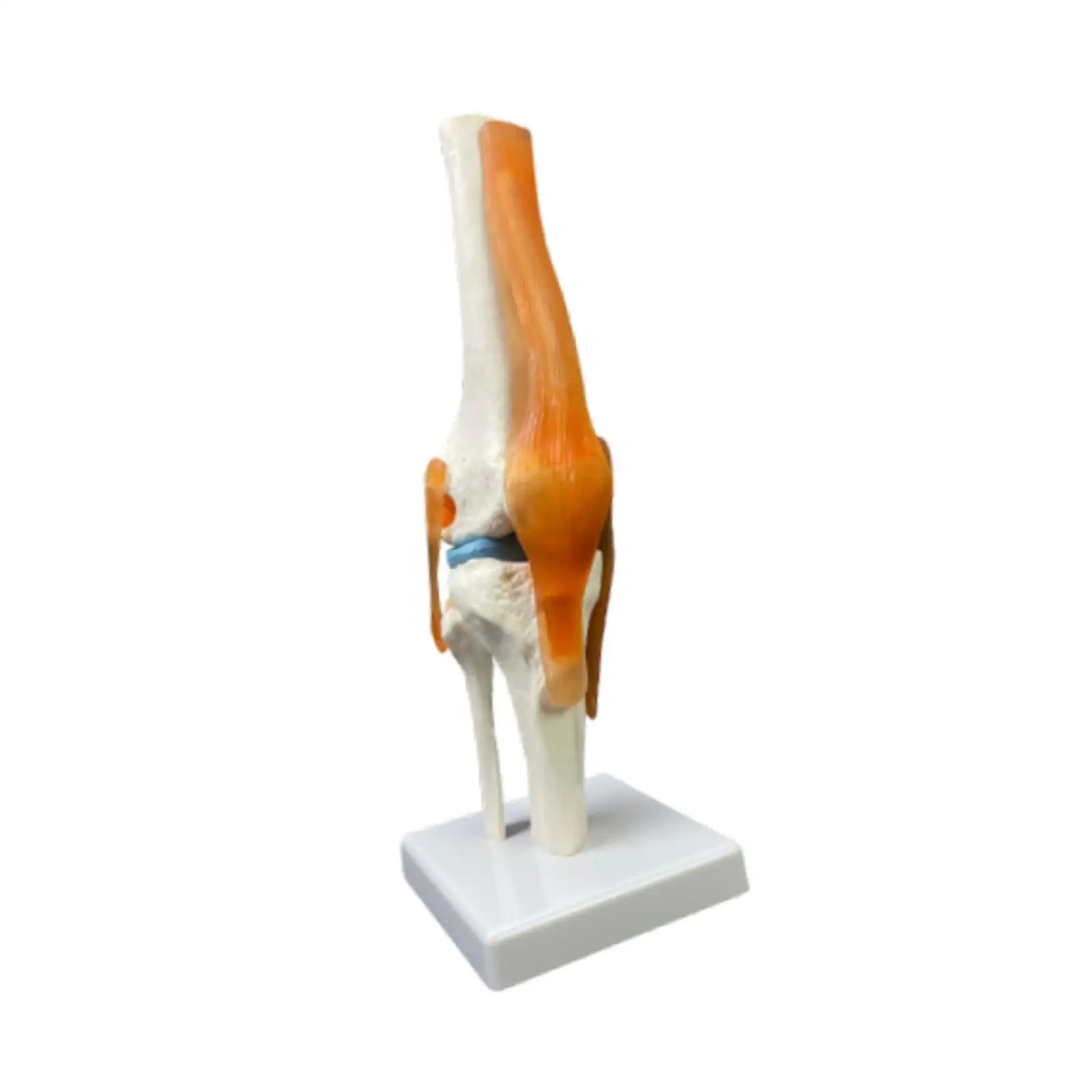 Human Knee Joint Model Intuitive Displays Movement 1:1 Scientific Life Size