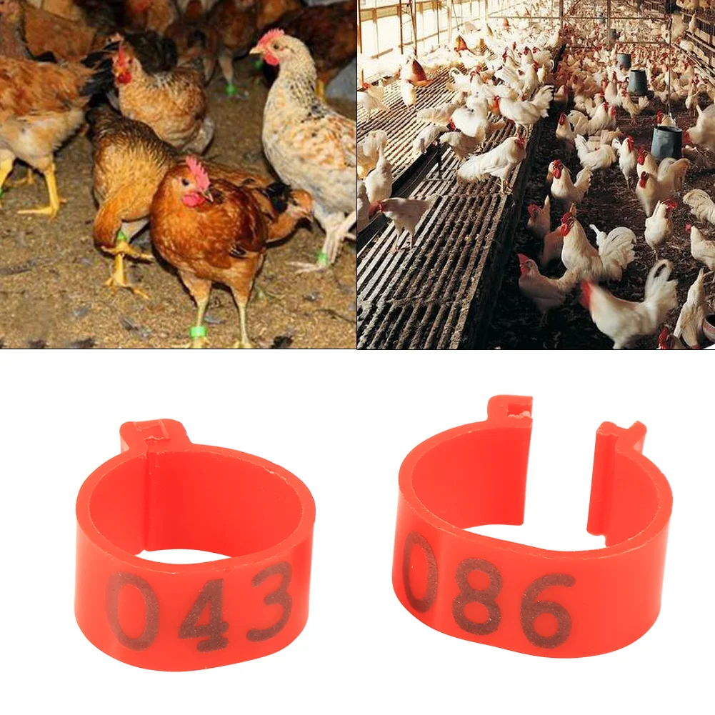 6 Farben 100 Stück/Beutel 16 mm 001–100 nummerierter Kunststoff, Geflügel, Hühner, Enten, Gansbeinbänder, Ringe, Vogelbeinringe