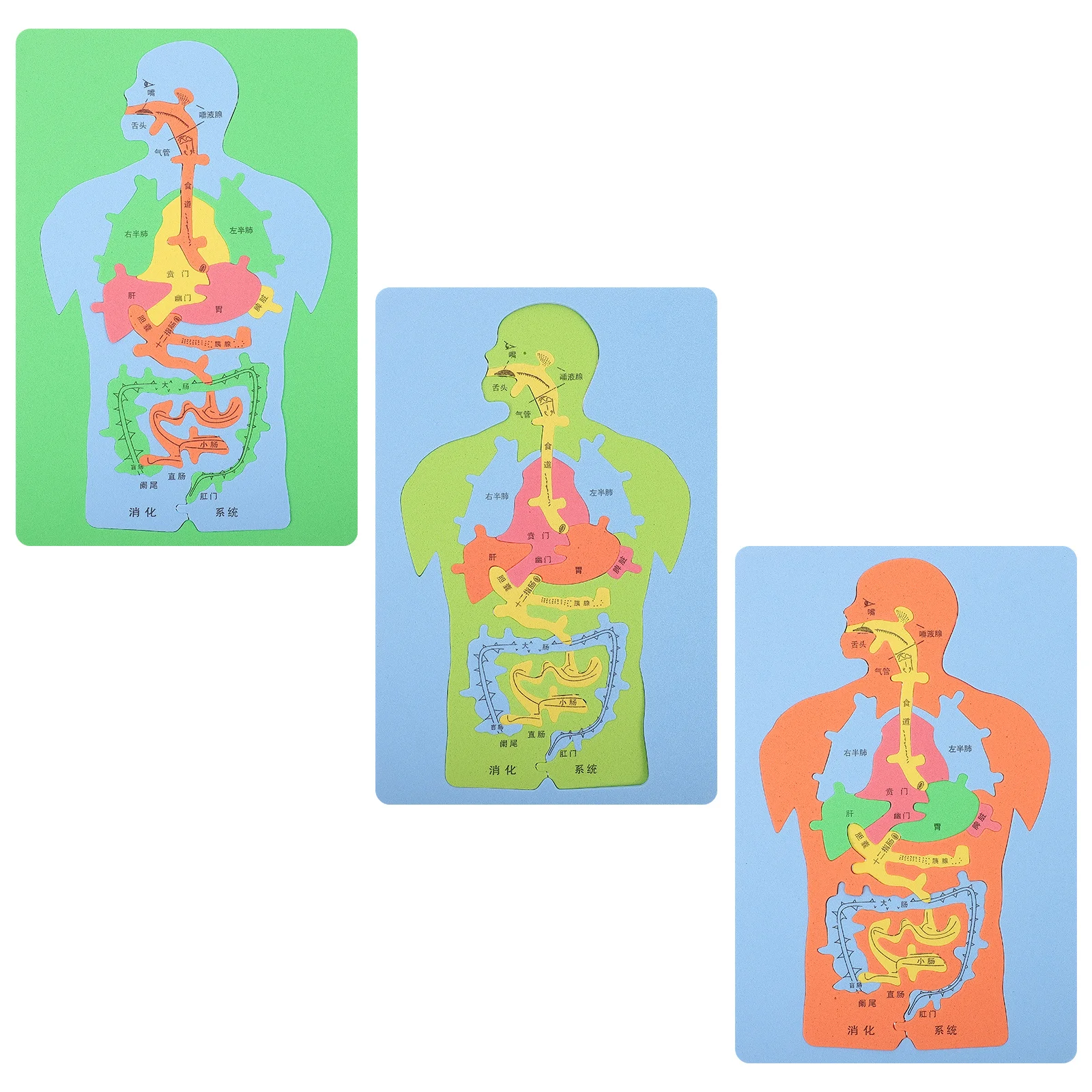 Puzzle d'organes humains Eva, 3 pièces, assemblage d'organes cognitifs éducatifs, aide pédagogique pour enfants, apprentissage de l'anatomie, système digestif