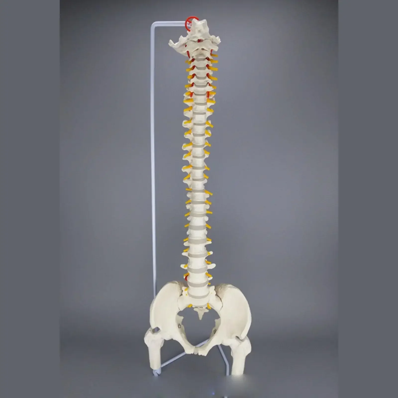 PVC 85CM Human Anatomical Model Spinal Column Flexible Spinal Column With Leg Bones Medical Teaching