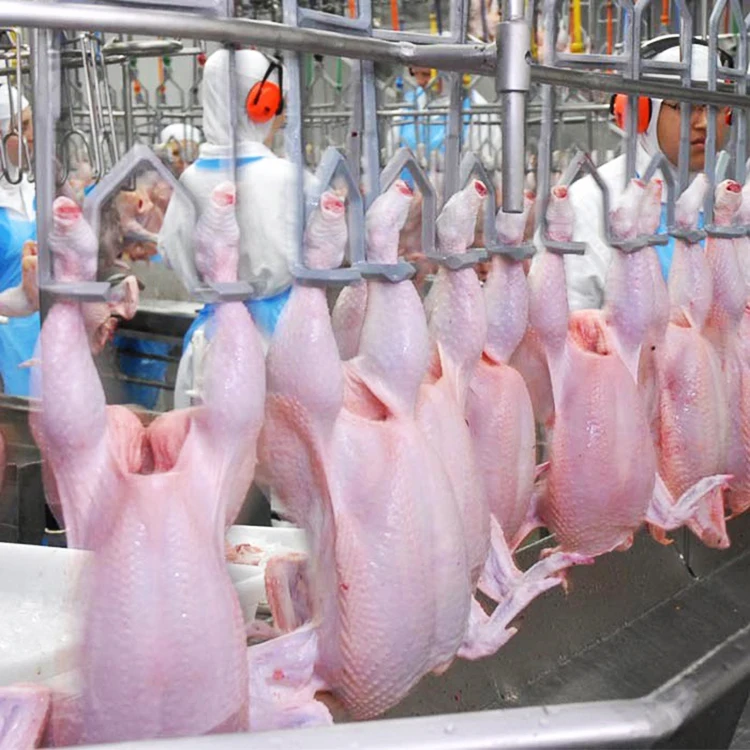 FOODLINE Poultry Slaughter Line Turnkey Chicken Abattoir Project Equipment for Complete Chicken Processing Solution