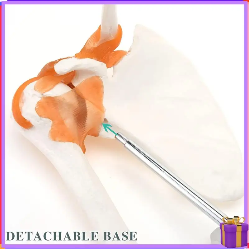 Advanced  Shoulder Anatomy Model With Functional Ligaments, Shoulder Joint Model For  Teaching Display Model