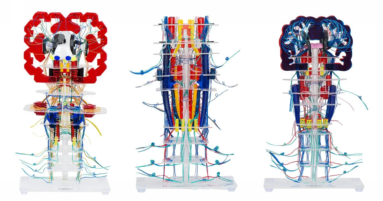 

Internal Structure and Conduction Model of Transparent Brainstem Advanced Human Anatomy Medical Skills Training Teaching Simulat