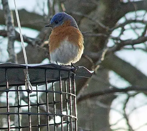 Bluebird Feeder - Includes Meal Worm Cup - Designed to Keep Squirrels Out - Made in The USA