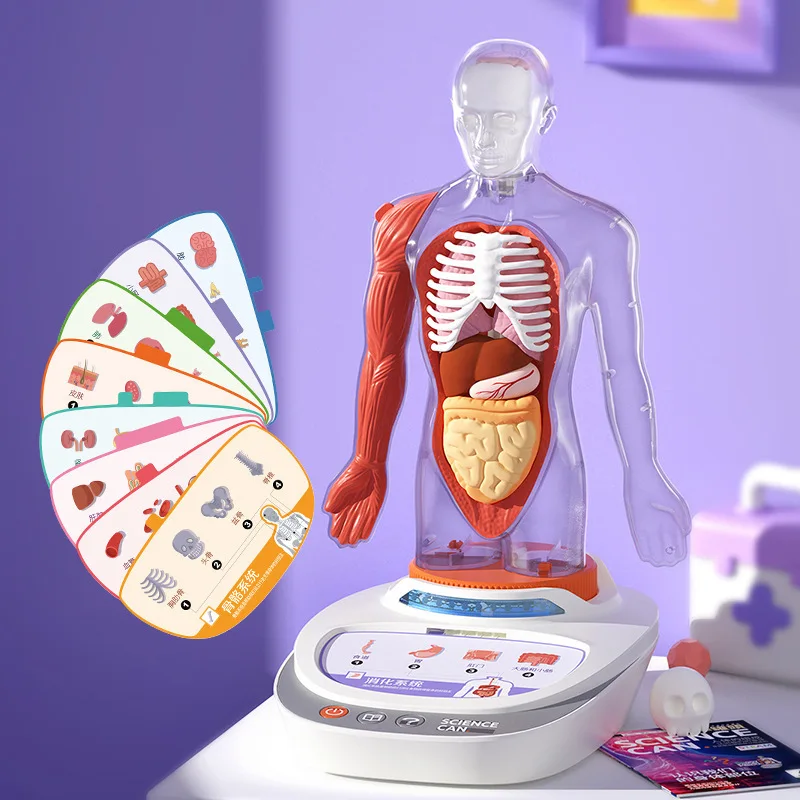 Science Canned Human Anatomy Model Organ Removable Our Body Encyclopedia Children's Voice Teaching Toys