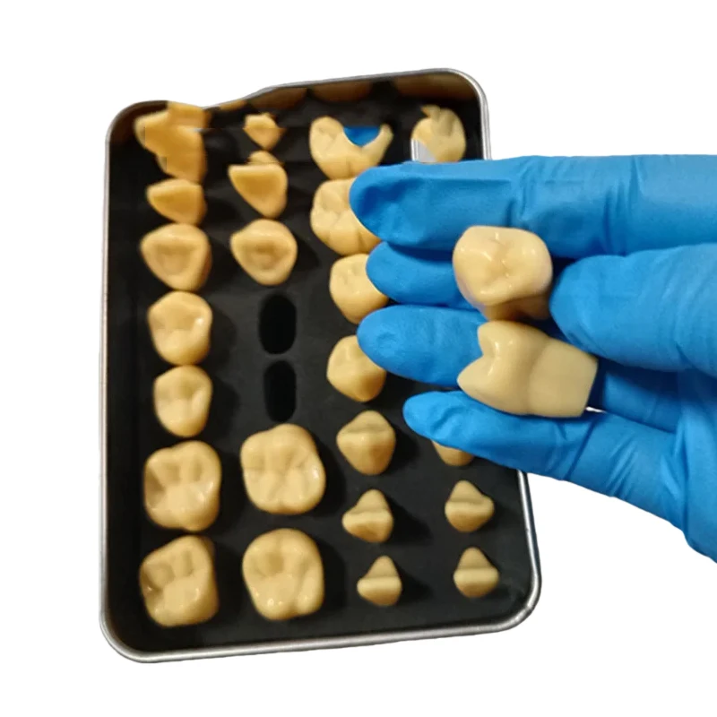 28Pcs/Box Denal 2 Times Carved Model Teeth Teaching Model 1.2 Times Comparison Carving Tooth Model Dental Student Practice Study
