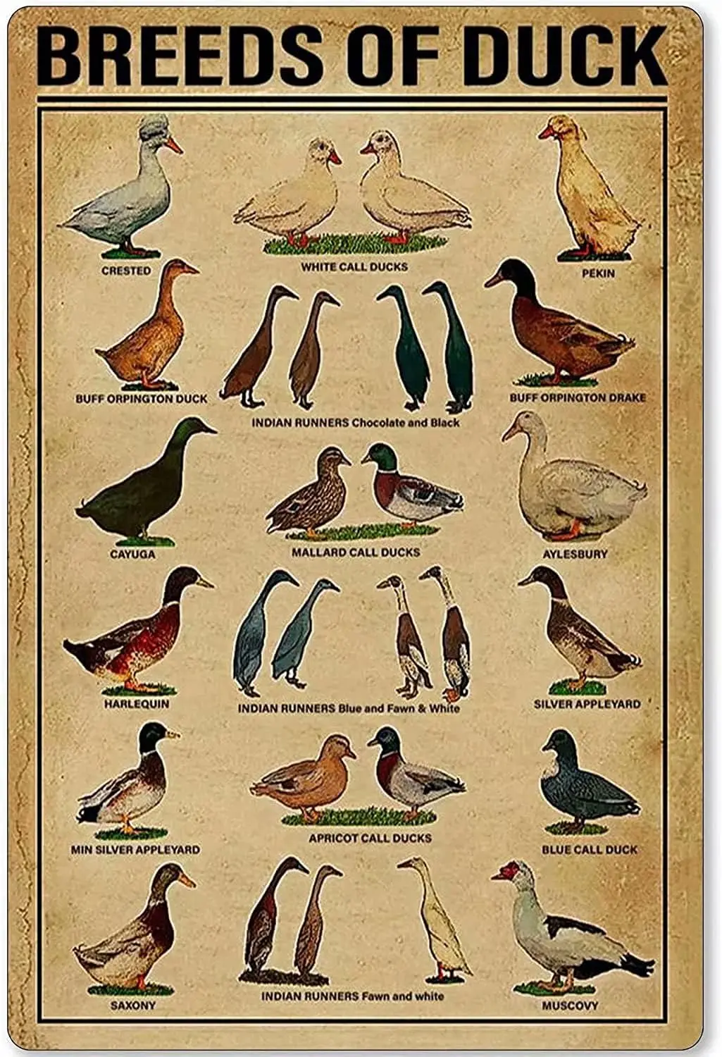 Pancarte en métal Duck Knowledge, affiche rétro imprimée sur le thème des races de canards, pour école, ferme, café, bar, chambre, salle de bain, cuisine, maison, décoration artistique