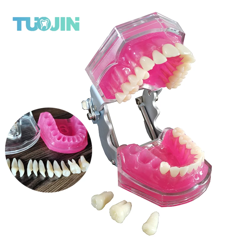 Dental Model Removable Teeth Teaching Model With Soft Gum Tooth For Dentistry Practice Training Studying Typodont Models Dentist