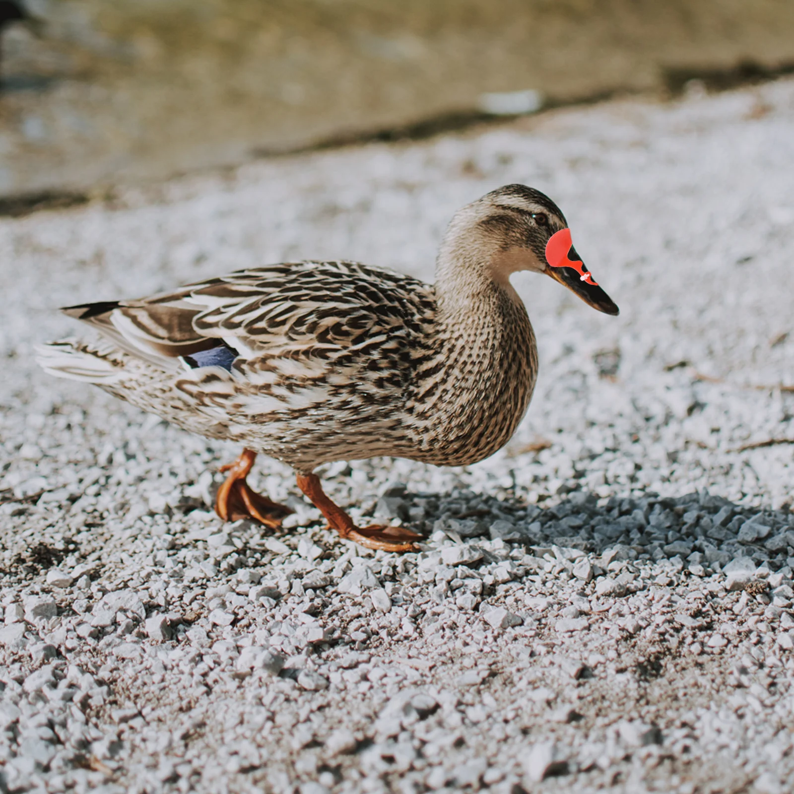 Category image: Farm Animal Supplies