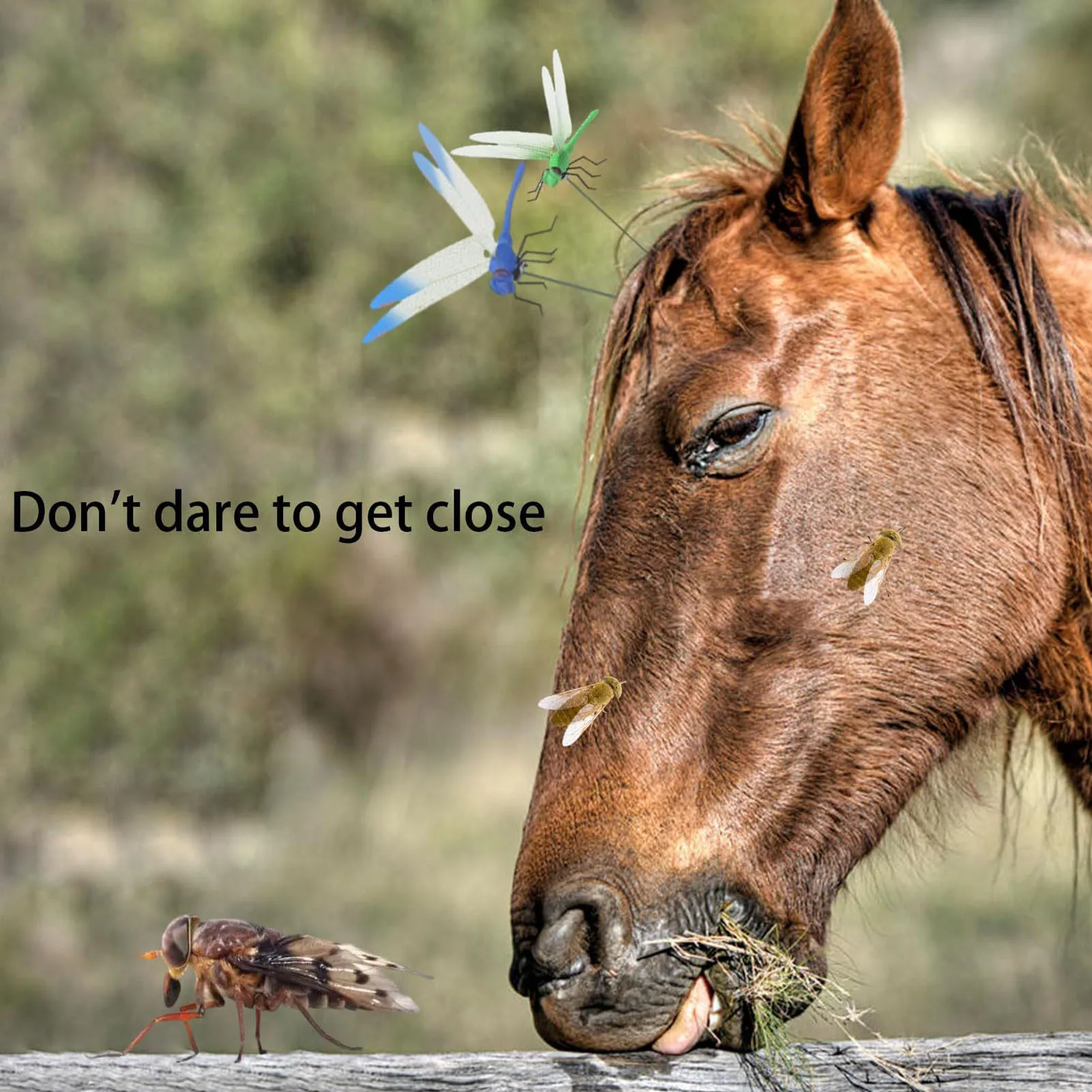 مقطع اليعسوب وهمية في الهواء الطلق ، مقاطع الزخرفية للحديقة ، الفناء ، الحرف اليدوية ، ماء ، 3d