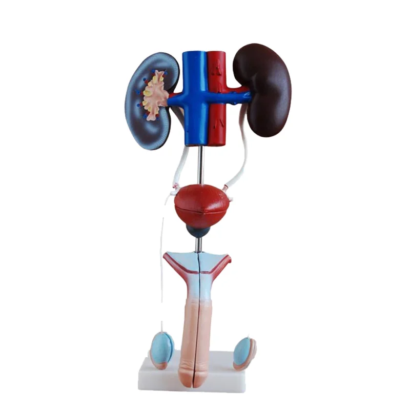 Modelo de sistema reproductivo masculino humano, modelo de anatomía de próstata/rea y modelo pélvico femenino