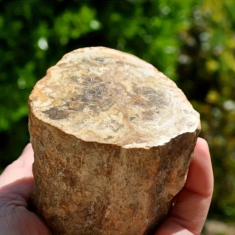 1pc Petrified Wood Trunk, Natural Stone Mineral Specimen with Detailed Wood Grain, Bohemian Style home/Office Decor, Gifts